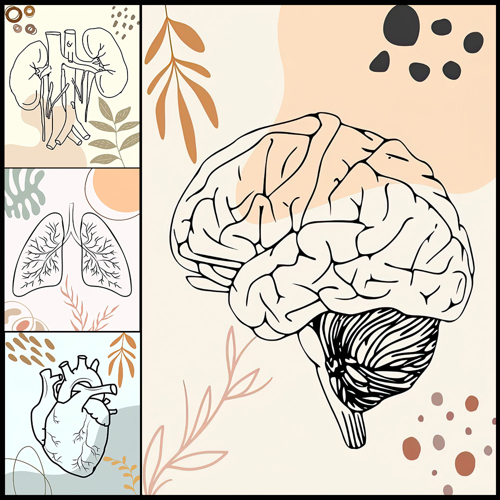 Science Nursery - Anatomia umana Scienza Cervello Nursery Biologia
